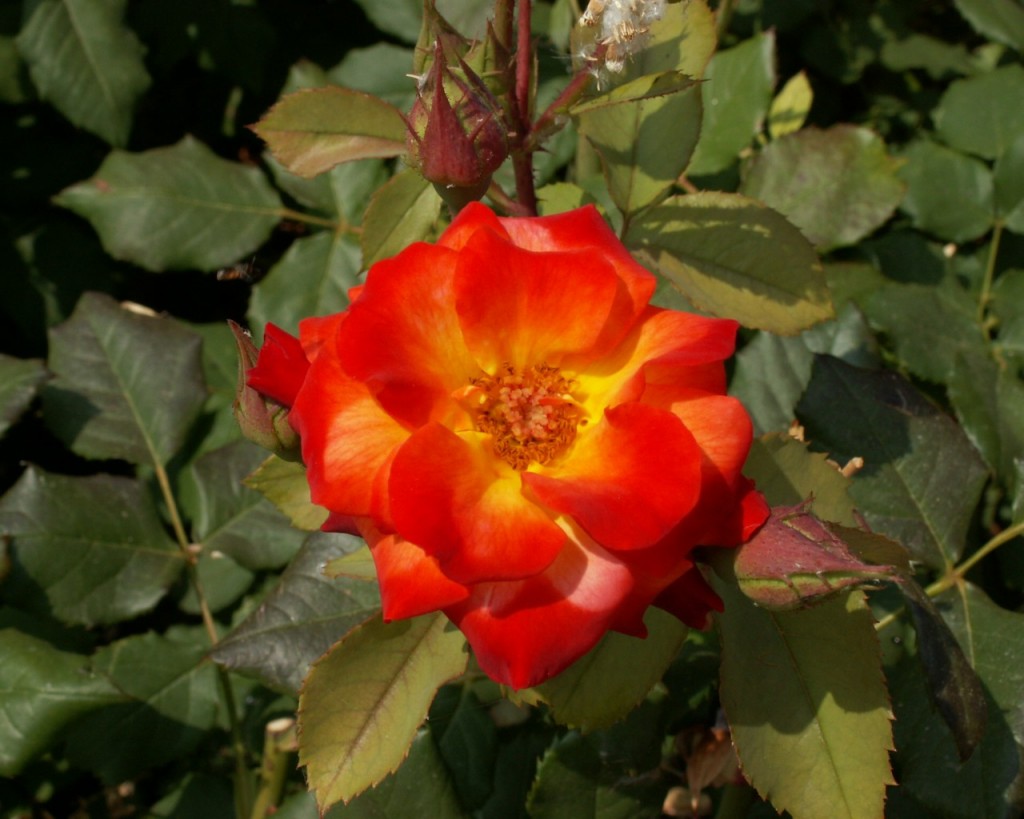 Hoa hồng tỷ muội nè