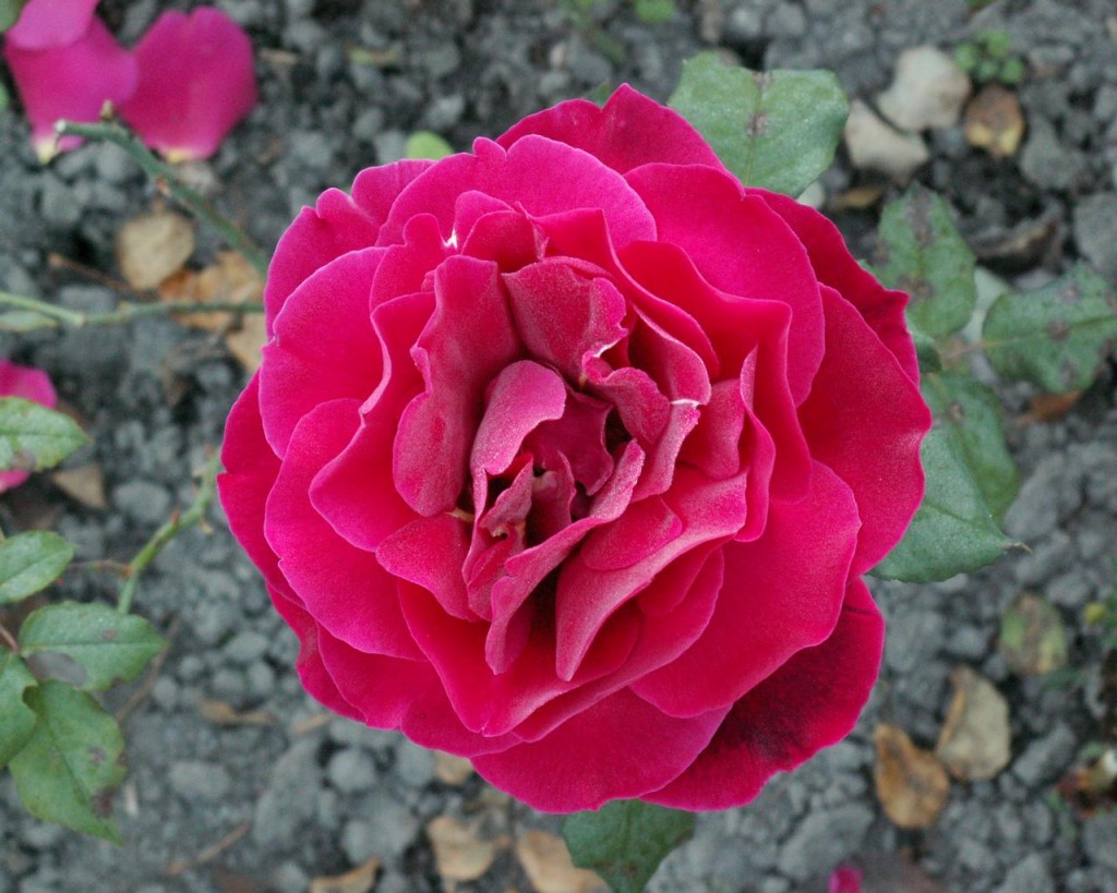 Ngắm bông pink rose