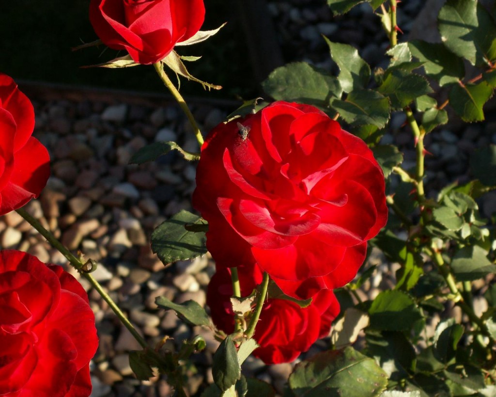 Hoa hồng nhung đẹp cho ngày lễ tình nhân