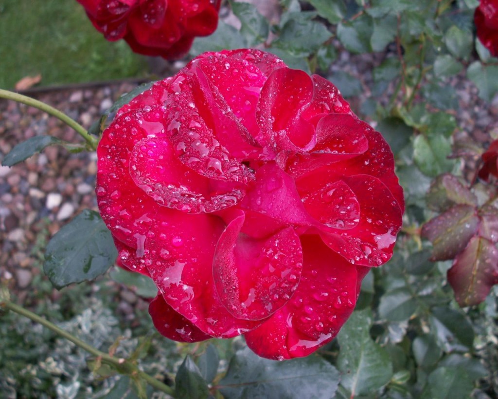 Hoa hồng và sương mai