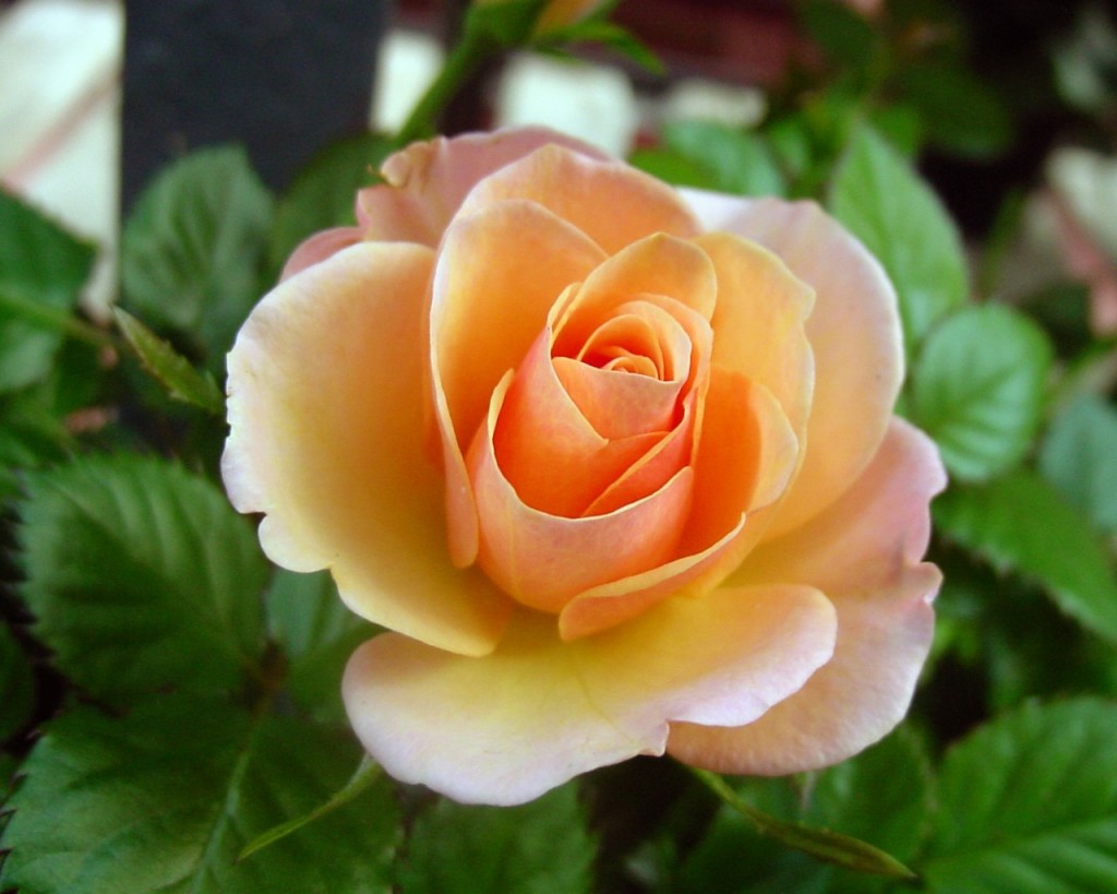Hình nền hoa hồng cam