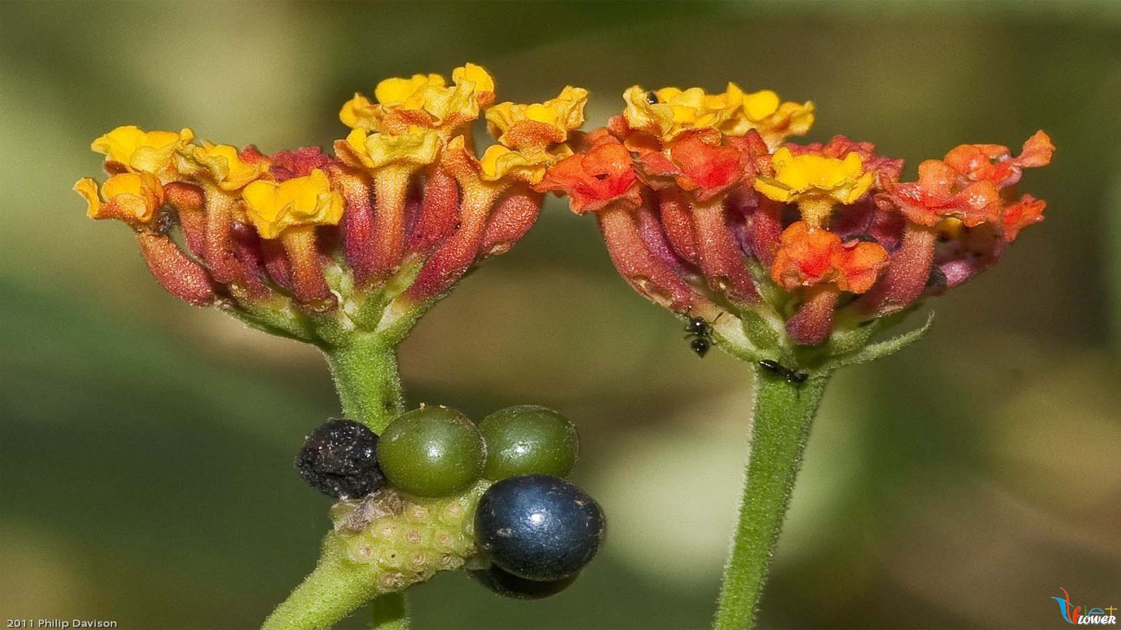 hình nền hoa ngũ sắc hoa-ngu-sac (30)