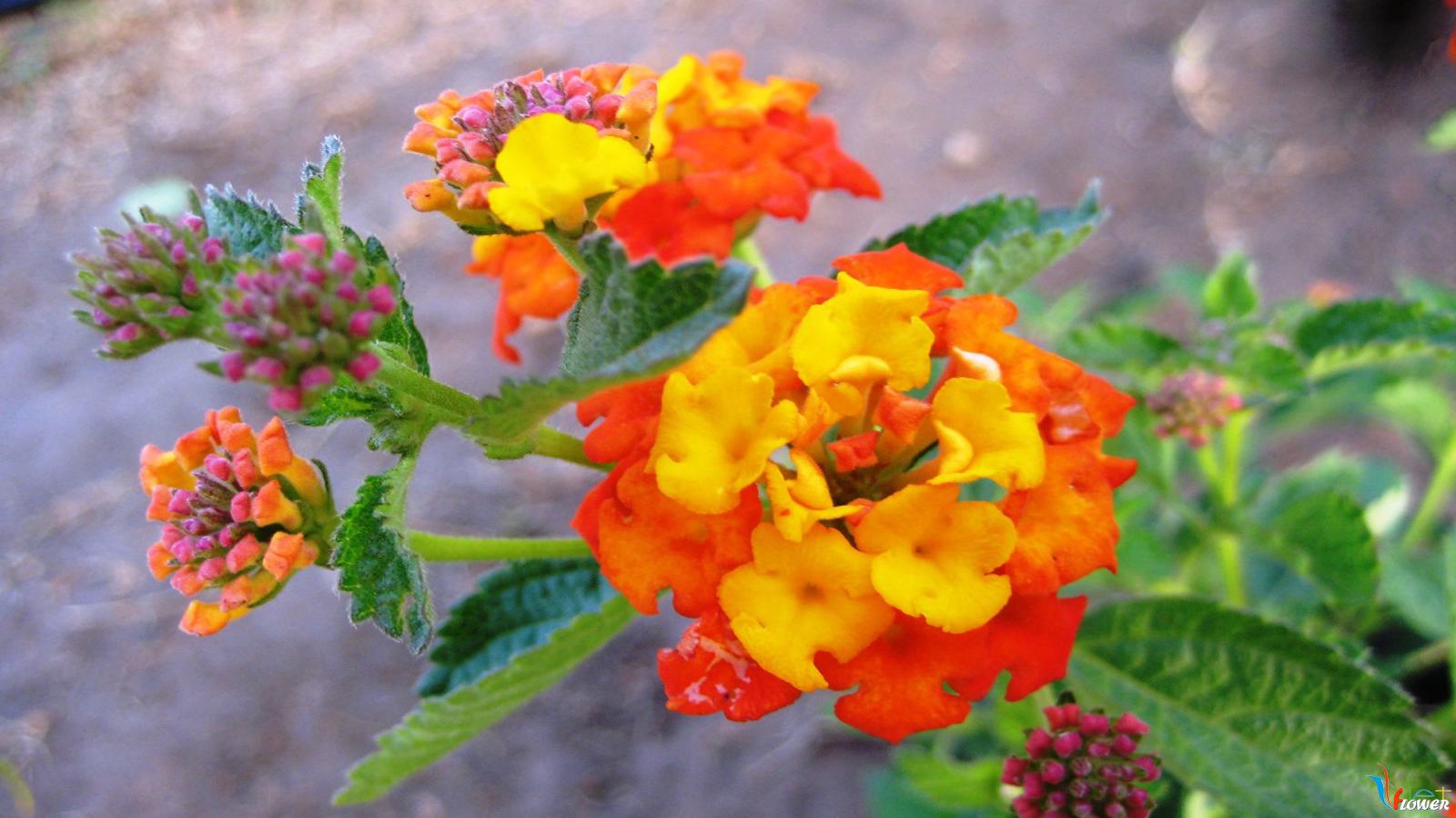 hình nền hoa ngũ sắc hoa-ngu-sac (34)