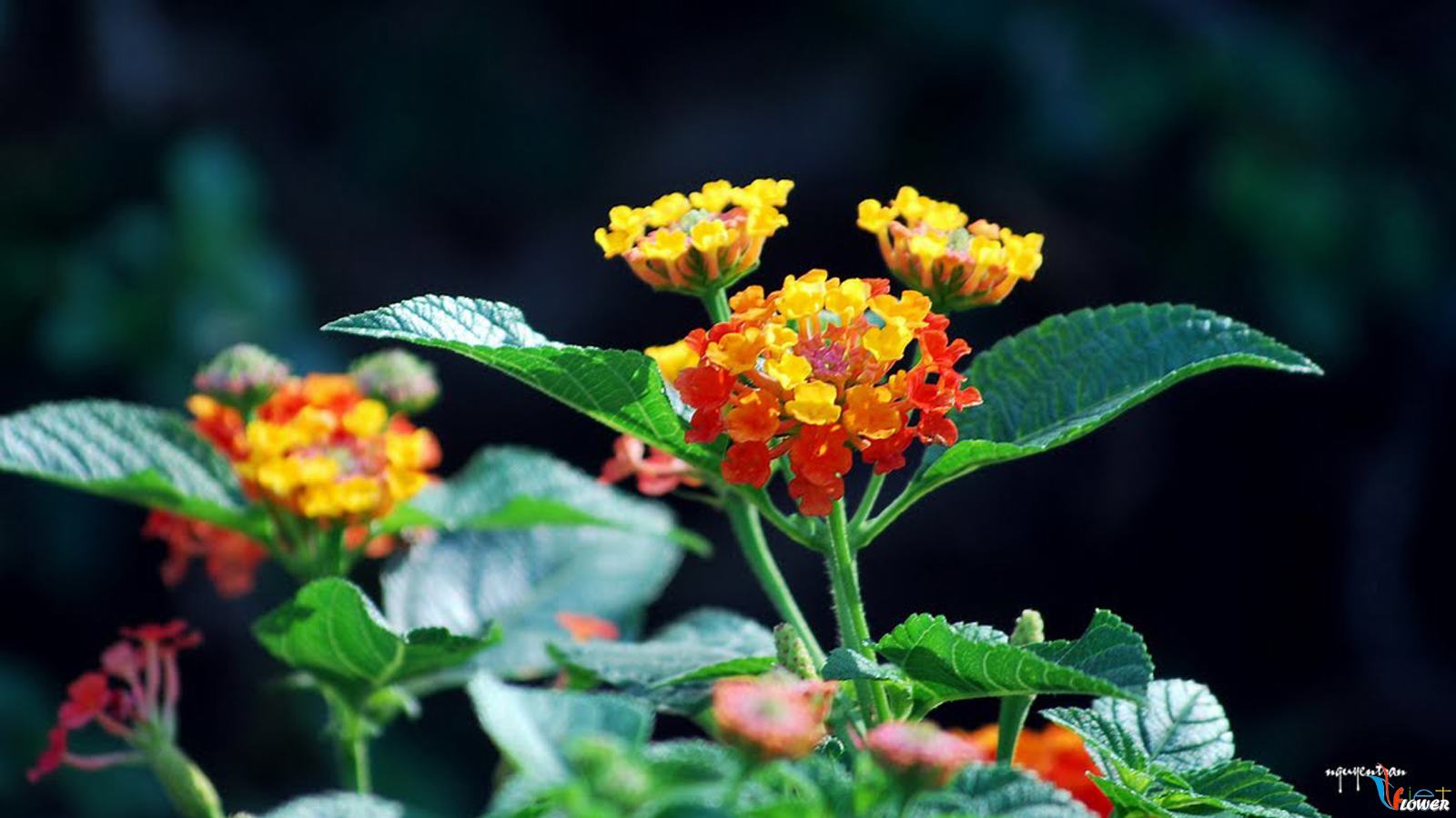 hình nền hoa ngũ sắc hoa-ngu-sac (35)