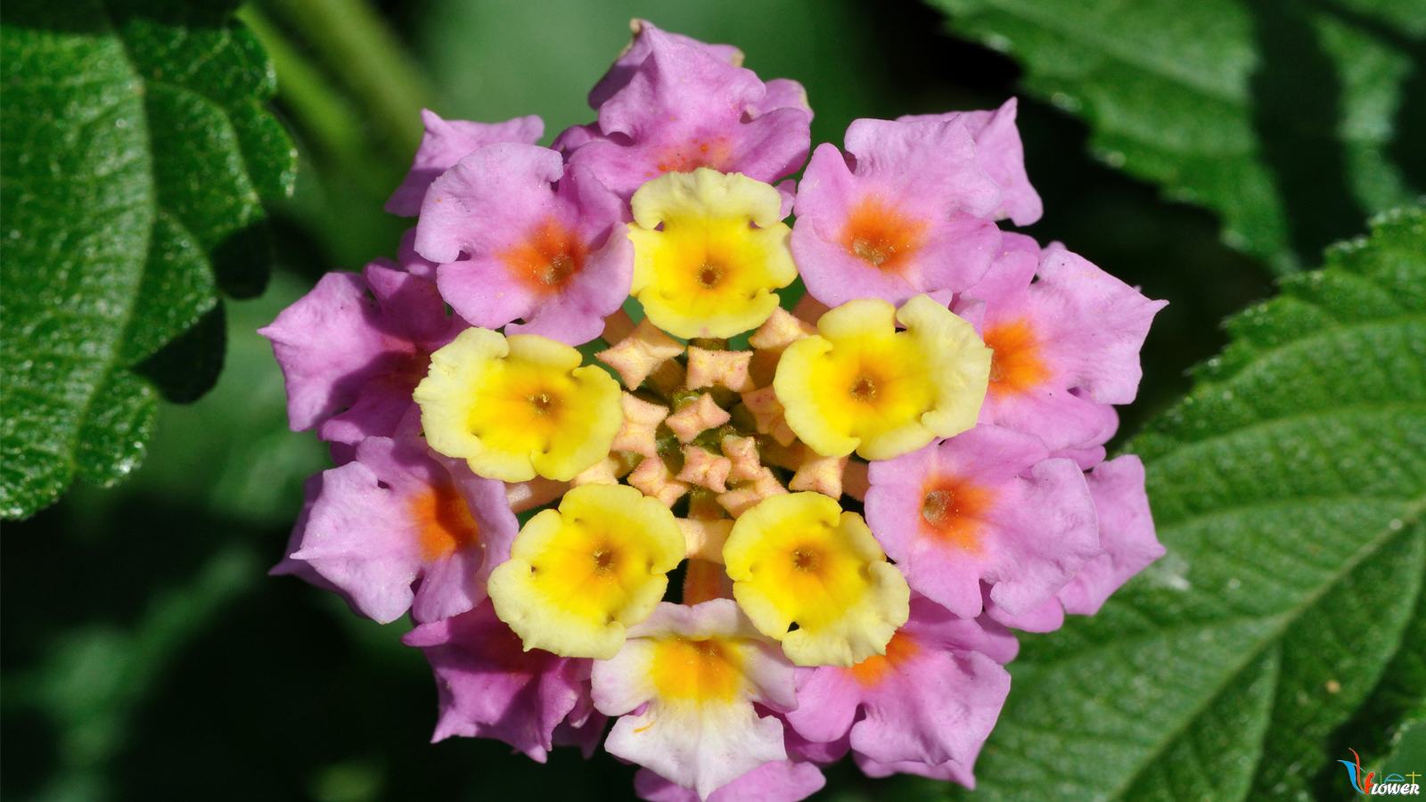 hình nền hoa ngũ sắc hoa-ngu-sac (36)