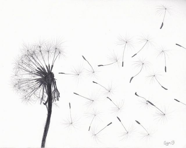 hoa-bo-cong-anh-bang-but-chi-Dandelion-pencil (11)