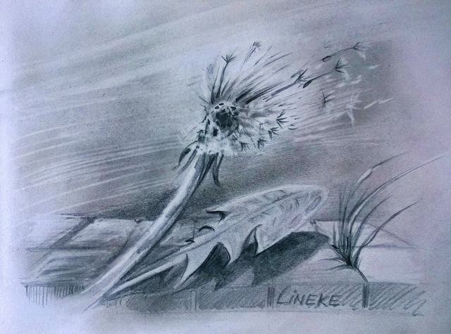 hoa-bo-cong-anh-bang-but-chi-Dandelion-pencil (12)