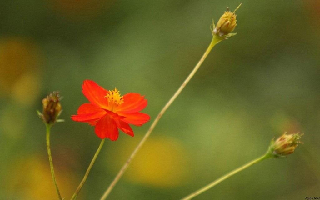 300.000+ ảnh đẹp nhất về Hoa Cúc · Tải xuống miễn phí 100% · Ảnh có sẵn của  Pexels