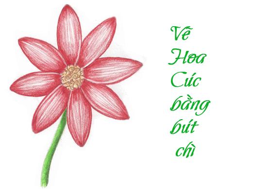 vẽ hoa cúc cực dễ thương