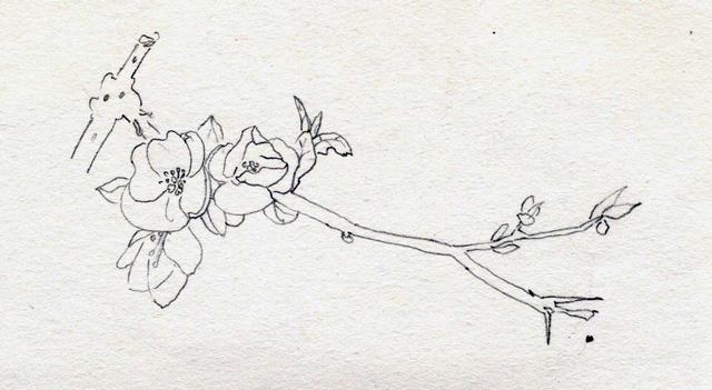 Hình vẽ hoa đào bằng bút chì