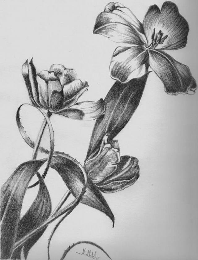 Bạn đam mê vẽ tranh hoa hãy cùng xem bức tranh này được vẽ bằng bút chì. Chắc chắn bạn sẽ bị cuốn hút bởi những nét vẽ tinh tế, chi tiết và rất đẹp mắt.