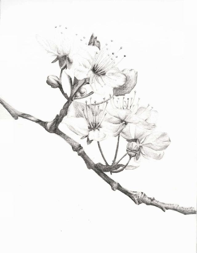 Hoa luôn là đề tài đầy ấn tượng trong nghệ thuật vẽ. Tại sao bạn lại không vẽ một loài hoa đầy nét đậm sắc bằng bút chì? Xem ngay hình ảnh đầy sáng tạo và ấn tượng này để trở thành một nghệ sỹ thực thụ.