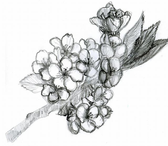 hình vẽ hoa đào bằng bút chì