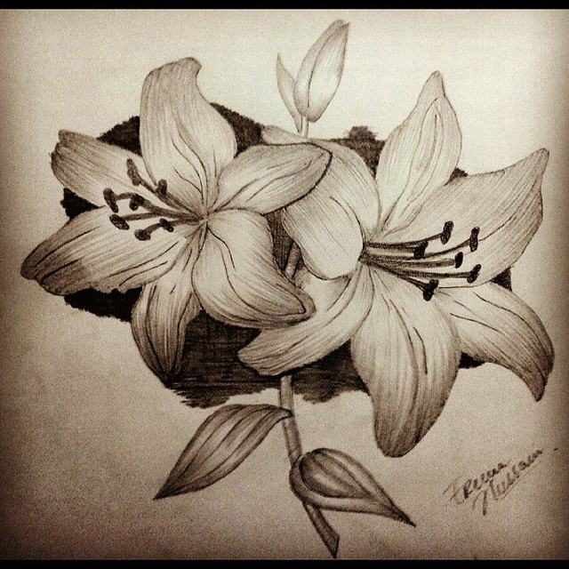 Hình vẽ các loài hoa bằng bút chì - Phần 3