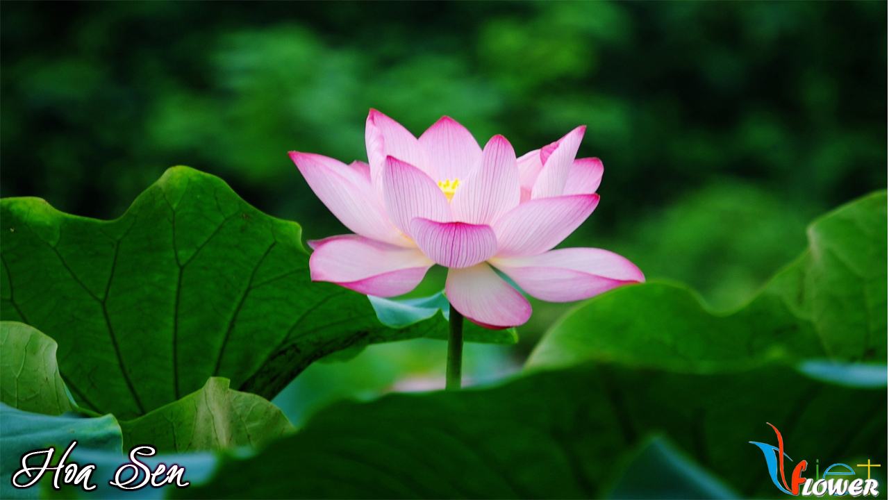 Vẻ đẹp tinh túy của hoa sen Việt HỘI KỶ LỤC GIA VIỆT NAM TỔ CHỨC KỶ LỤC VIỆT NAMVIETKINGS