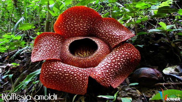 Rafflesia arnoldii, Hoa xác thối