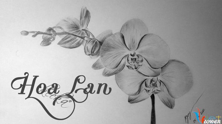 Vẽ hoa lan đơn giản trong 5 phút 3 cách vẽ hoa lan orchid vừa đẹp vừa dễ