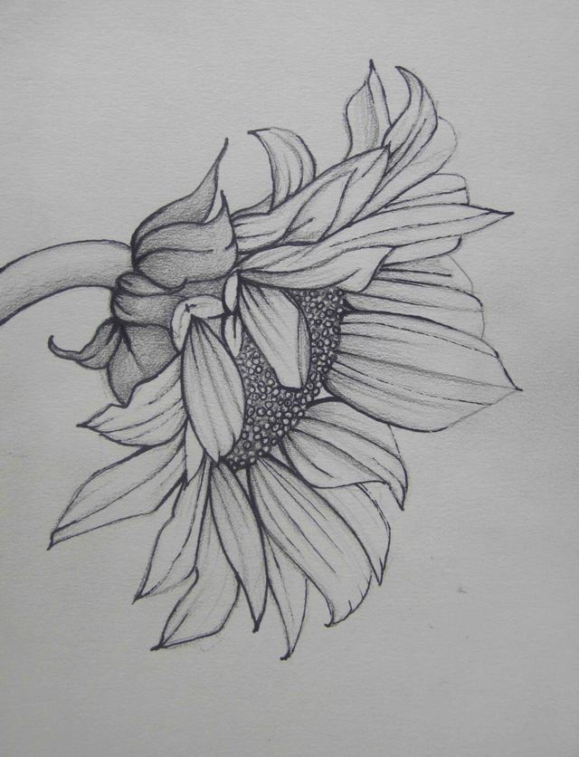 Bạn muốn tạo ra những bức tranh đẹp với chiếc bút chì yêu thích của mình? Hãy xem hướng dẫn vẽ hoa hướng dương bằng bút chì tại hình ảnh đính kèm và thử sức với bức tranh đầy màu sắc này nhé!