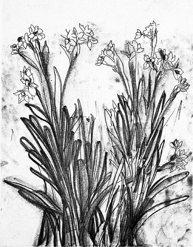 Hình vẽ các loài hoa bằng bút chì – Phần 4