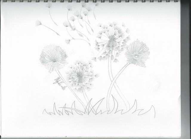 Cách vẽ hoa bồ công anh bằng bút chì đơn giản và dễ thực hiện tại nhà