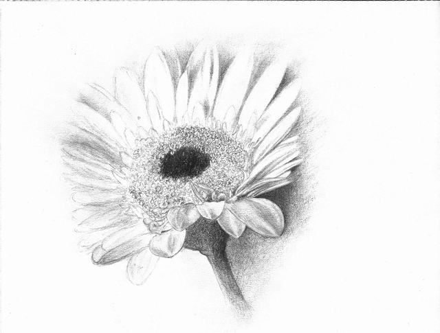 Dù bạn là người mới học hay đã có kinh nghiệm trong vẽ tranh, vẽ hoa cúc bằng bút chì sẽ là trải nghiệm vô cùng thú vị. Đến tham quan ngay hôm nay!