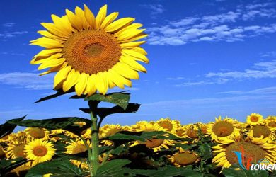 hoa hướng dương