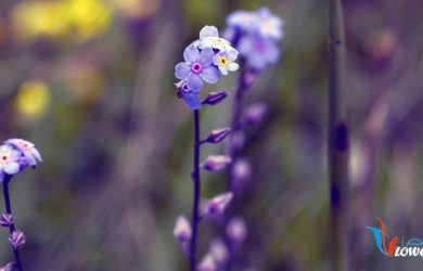 Hoa Violet - Hoa phi yen