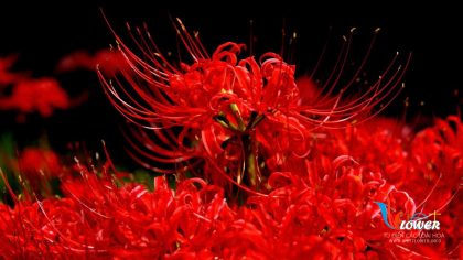 Lycoris Radiata - loài hoa đầy màu sắc và độc đáo. Khám phá ngay những bức ảnh tuyệt đẹp về Lycoris Radiata để hiểu rõ hơn về loài hoa này và để trang trí cho giao diện của điện thoại của bạn.
