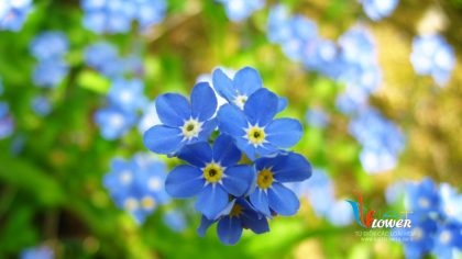 Forget me not (Hoa Lưu Ly) là một loài hoa nhỏ xinh có màu xanh lam tuyệt đẹp. Đúng như tên gọi của nó, hoa lưu ly còn được xem là biểu tượng của tình yêu và lời hứa không quên. Nếu bạn đam mê loài hoa độc đáo này, hãy xem hình ảnh để hiểu thêm về nó.