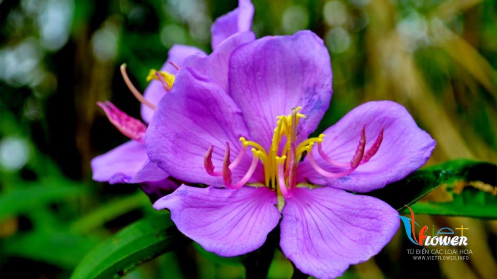 Tìm hiểu về Hoa Sim - Rhodomyrtus tomentosa