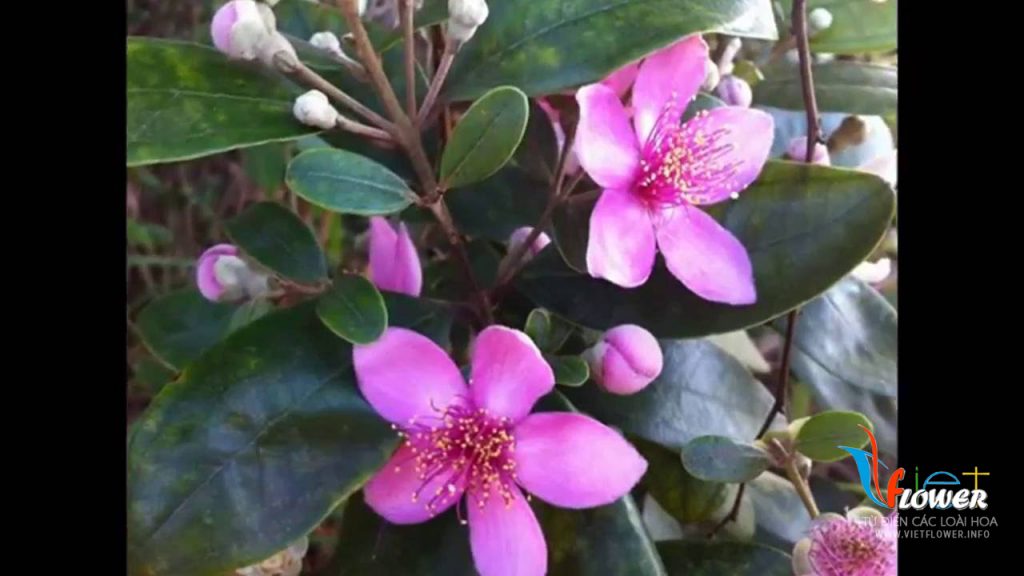 Tìm hiểu về Hoa Sim - Rhodomyrtus tomentosa