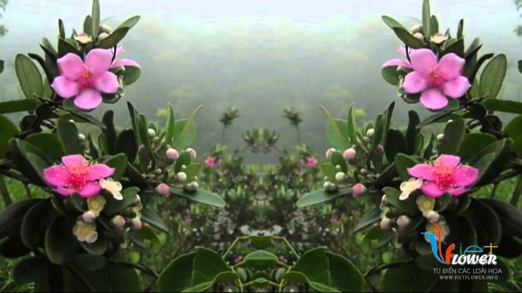 Tìm hiểu về Hoa Sim - Rhodomyrtus tomentosa