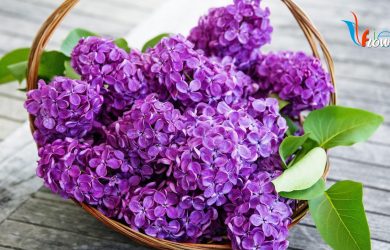 Hoa Tử đinh hương