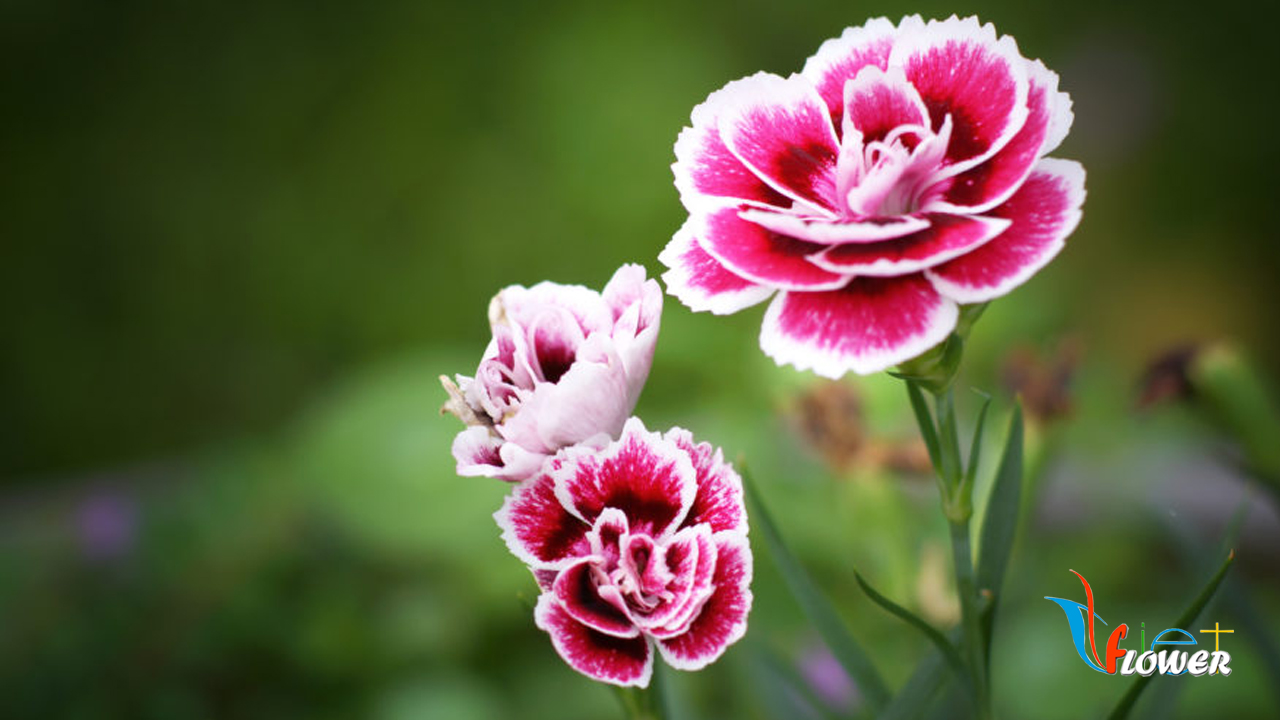 Hoa cẩm chướng